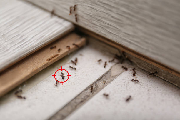 Trusted Valrico, FL Pest Control Experts