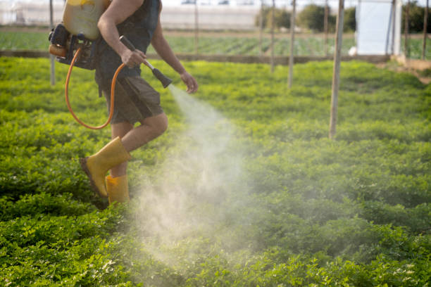Best Ant Control Services  in Valrico, FL